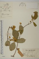 哥蘭葉藏品圖，第1張