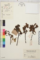 拐棗、枳椇藏品圖，第1張