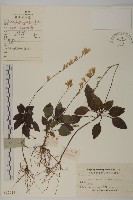 阿里山鬼督郵藏品圖，第1張