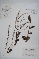 琉璃草藏品圖，第1張