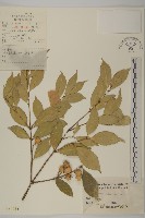 大果衛矛藏品圖，第1張