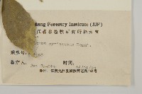 大果衛矛藏品圖，第3張