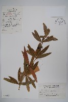 安徽小蘗藏品圖，第1張