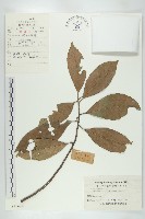 冬桃藏品圖，第1張