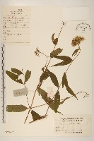 佩蘭藏品圖，第1張