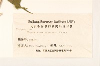 佩蘭藏品圖，第3張