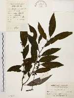 山胡椒藏品圖，第1張