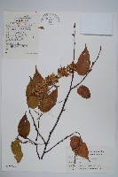 大穗鵝耳櫪藏品圖，第1張