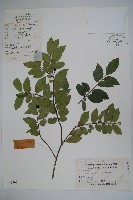 三花冬青藏品圖，第1張