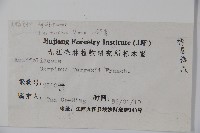 三花冬青藏品圖，第2張