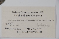 細果鐵冬青藏品圖，第2張