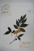 冬青藏品圖，第1張