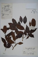 鐵冬青藏品圖，第1張