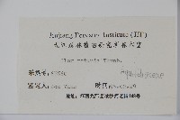 鐵冬青藏品圖，第2張