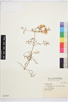 火焰色鐵線蓮藏品圖，第1張