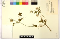 登錄號:S025665藏品圖，第1張