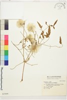 齒葉鐵線蓮藏品圖，第1張