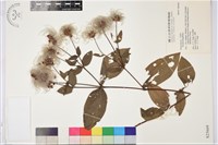 全緣鐵線蓮藏品圖，第1張