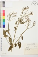 直立鐵線蓮藏品圖，第1張