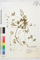 登錄號:S025672藏品圖，第1張