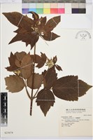 大葉鐵線蓮藏品圖，第1張