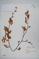 歐洲鵝耳櫪藏品圖，第1張