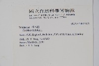 歐洲鵝耳櫪藏品圖，第2張