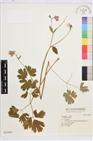 普通耬斗藏品圖，第1張