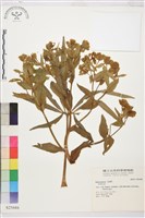 登錄號:S025686藏品圖，第1張