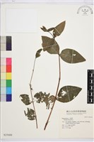 全緣鐵線蓮藏品圖，第1張