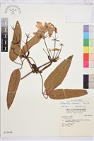 小木通藏品圖，第1張