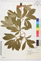 登錄號:S025692藏品圖，第1張