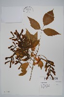 登錄號:S025693藏品圖，第1張