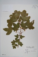 登錄號:S025694藏品圖，第1張