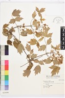 串鼻龍藏品圖，第1張