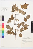 串鼻龍藏品圖，第1張