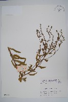 登錄號:S025701藏品圖，第1張