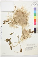 准葛爾鐵線蓮藏品圖，第1張