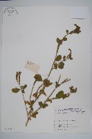 登錄號:S025714藏品圖，第1張