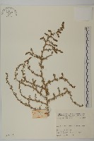 登錄號:S025715藏品圖，第1張