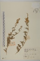 登錄號:S025717藏品圖，第1張