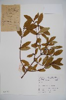 登錄號:S025730藏品圖，第1張