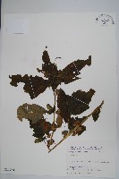 登錄號:S025734藏品圖，第1張