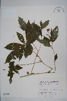 登錄號:S025735藏品圖，第1張