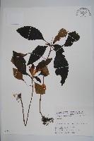 登錄號:S025736藏品圖，第1張