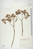 登錄號:S025738藏品圖，第1張