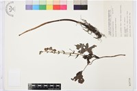 花葶烏頭藏品圖，第1張