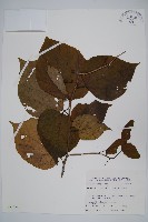 八角楓藏品圖，第1張