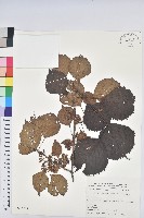 領春木藏品圖，第1張