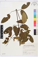 登錄號:S025747藏品圖，第1張